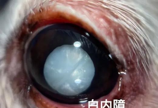 狗白内障的症状及早期诊断（掌握早期症状做好疾病防控）(图1)