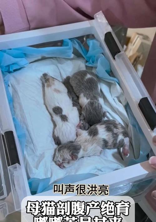 母猫生产的时间和过程（了解母猫生产的时间和过程，帮助您关心和照顾猫咪健康）(图2)