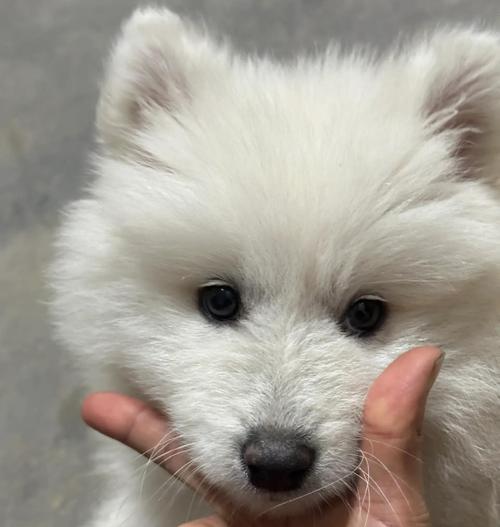 萨摩耶成犬需要多长时间?(探究萨摩耶狗狗的成长周期及关键因素)(图2) 萨摩耶成犬需要多长时间?(探究萨摩耶狗狗的成长周期及关键因素)(图2)