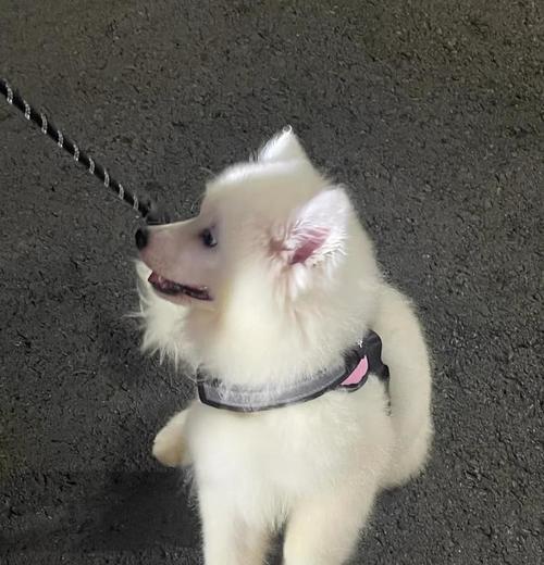 萨摩耶成犬需要多长时间?(探究萨摩耶狗狗的成长周期及关键因素)(图4) 萨摩耶成犬需要多长时间?(探究萨摩耶狗狗的成长周期及关键因素)(图4)