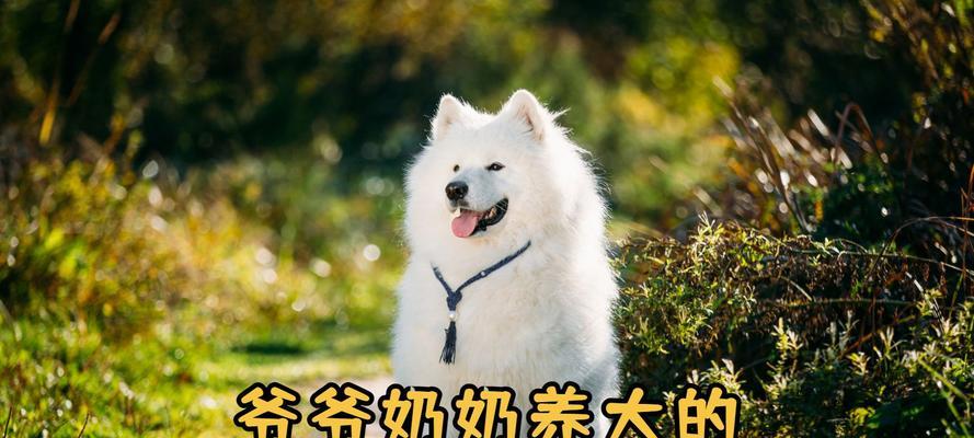 萨摩耶成犬需要多长时间?(探究萨摩耶狗狗的成长周期及关键因素)(图1) 萨摩耶成犬需要多长时间?(探究萨摩耶狗狗的成长周期及关键因素)(图1)