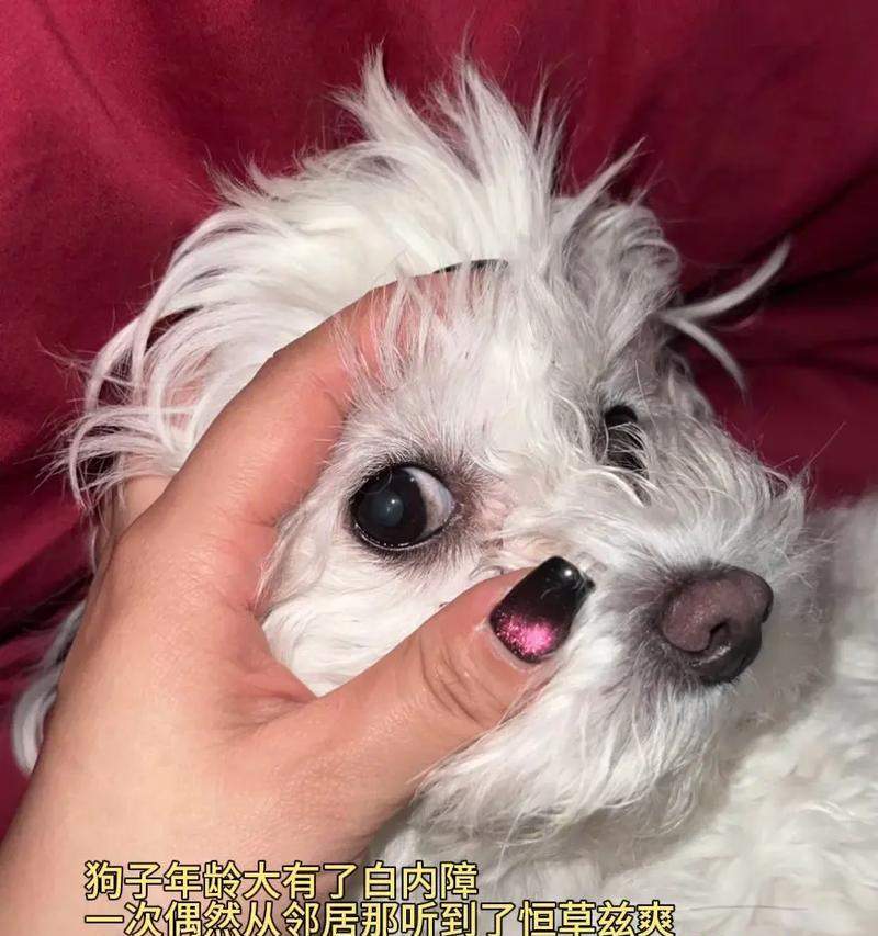 狗白内障的症状及早期诊断（掌握早期症状做好疾病防控）(图2)