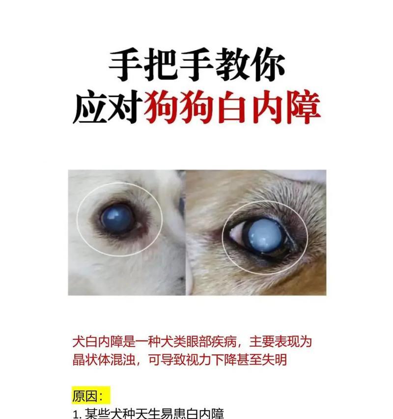 狗白内障的症状及早期诊断（掌握早期症状做好疾病防控）(图4)