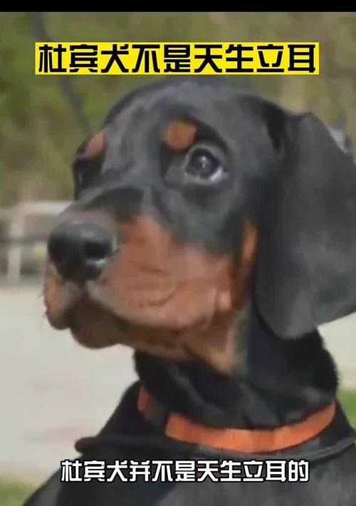 以杜宾立耳——耐心等待完美外貌的时刻（探索杜宾立耳的成长历程与时间节点）(图3)