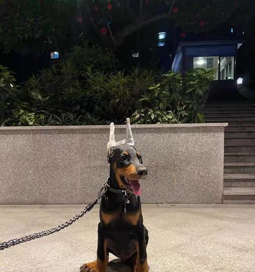 以杜宾立耳——耐心等待完美外貌的时刻（探索杜宾立耳的成长历程与时间节点）(图2)