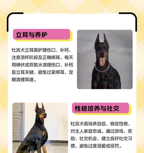 以杜宾立耳——耐心等待完美外貌的时刻（探索杜宾立耳的成长历程 - 新生家伴