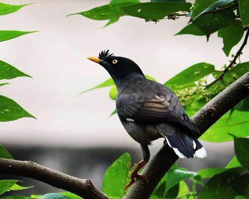 教八哥说话的训练方法——捻舌的有效性与技巧（探索教八哥说话的 - 新生家伴