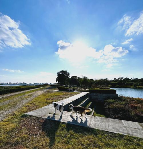 上海公园遛狗好去处推荐（探索上海城市中的狗友乐园，与爱宠共享 - 新生家伴