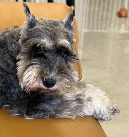 小狗能饿多久?探究2个月大小狗的饮食需求(解析小狗饥饿感的持续时间及影响因素)(图1) 小狗能饿多久?探究2个月大小狗的饮食需求(解析小狗饥饿感的持续时间及影响因素)(图1)