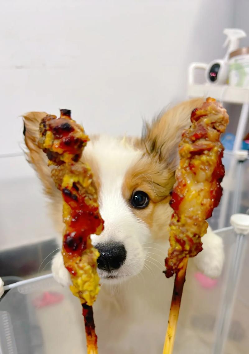 小狗能饿多久?探究2个月大小狗的饮食需求(解析小狗饥饿感的持续时间及影响因素)(图2) 小狗能饿多久?探究2个月大小狗的饮食需求(解析小狗饥饿感的持续时间及影响因素)(图2)