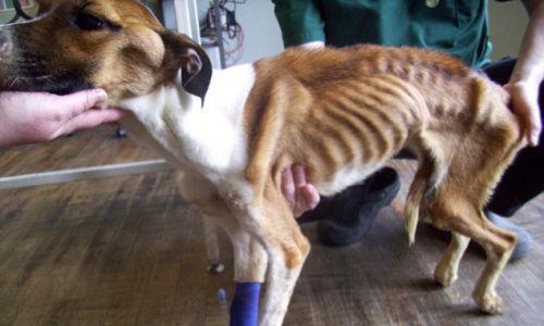 小狗能饿多久?探究2个月大小狗的饮食需求(解析小狗饥饿感的持续时间及影响因素)(图3) 小狗能饿多久?探究2个月大小狗的饮食需求(解析小狗饥饿感的持续时间及影响因素)(图3)