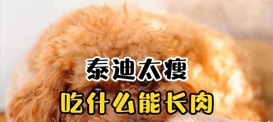 三个月泰迪的饮食指南（了解适合三个月泰迪的食物和禁忌）(图1)