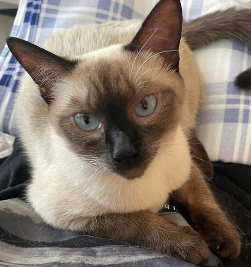 探秘暹罗猫(了解暹罗猫的优点与缺陷,为它们的魅力多一份理解与关爱)(图2) 探秘暹罗猫(了解暹罗猫的优点与缺陷,为它们的魅力多一份理解与关爱)(图2)