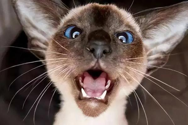 探秘暹罗猫(了解暹罗猫的优点与缺陷,为它们的魅力多一份理解与关爱)(图4) 探秘暹罗猫(了解暹罗猫的优点与缺陷,为它们的魅力多一份理解与关爱)(图4)