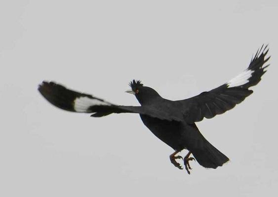 教八哥说话的训练方法——捻舌的有效性与技巧（探索教八哥说话的训练方法，重点探讨捻舌的有效性和技巧）(图4)