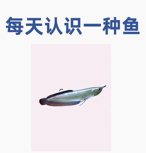 养鱼初学者必知——以鱼进缸多久喂食？（饲养新手必备知识，喂食频率关键解析！）(图4)