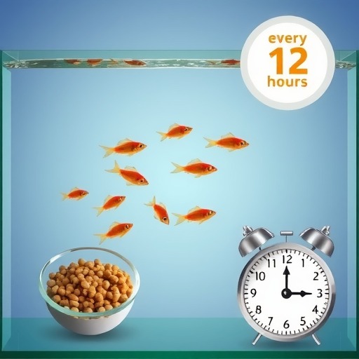 养鱼初学者必知——以鱼进缸多久喂食？（饲养新手必备知识，喂食频率关键解析！）(图5)