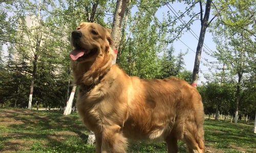 遛两个月的狗能遛多久呢?(了解狗狗遛步的时间需求和注意事项)(图2) 遛两个月的狗能遛多久呢?(了解狗狗遛步的时间需求和注意事项)(图2)