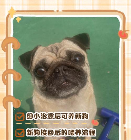 遛两个月的狗能遛多久呢?(了解狗狗遛步的时间需求和注意事项)(图4) 遛两个月的狗能遛多久呢?(了解狗狗遛步的时间需求和注意事项)(图4)