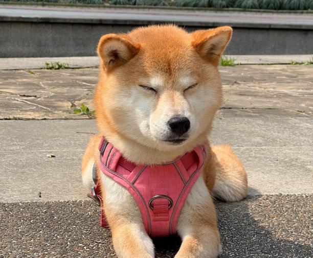 遛两个月的狗能遛多久呢？（了解狗狗遛步的时间需求和注意事项） - 新生家伴