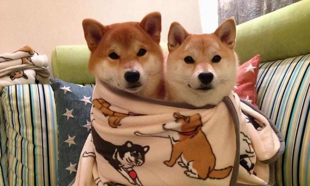 柴犬认主需要多长时间？（探寻柴犬与主人建立深厚关系的时程及关键因素）(图3)