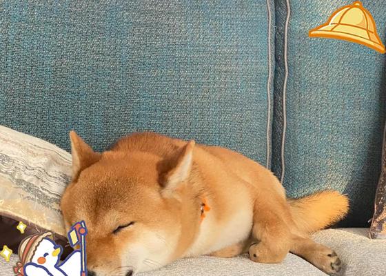 柴犬认主需要多长时间？（探寻柴犬与主人建立深厚关系的时程及关键因素）(图2)