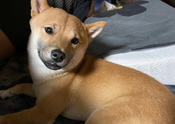 柴犬认主需要多长时间？（探寻柴犬与主人建立深厚关系的时程及关 - 新生家伴