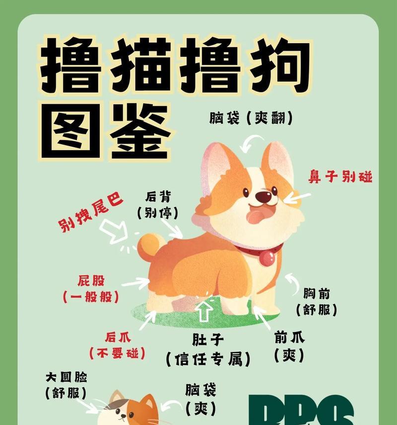 以撸狗的正确姿势是什么?(高超的抚摸技巧让它爱上你)(图4) 以撸狗的正确姿势是什么?(高超的抚摸技巧让它爱上你)(图4)