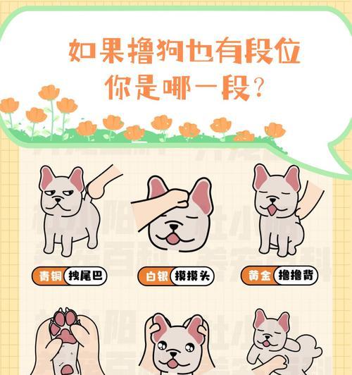 以撸狗的正确姿势是什么？（高超的抚摸技巧让它爱上你） - 新生家伴