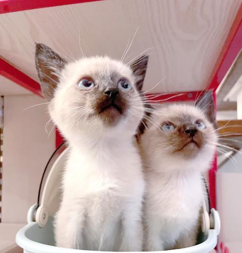 探秘暹罗猫（了解暹罗猫的优点与缺陷，为它们的魅力多一份理解与 - 新生家伴