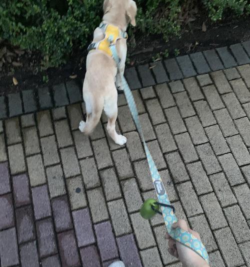 狗塌蹄之谜(揭秘狗塌蹄现象的原因与影响)(图1) 狗塌蹄之谜(揭秘狗塌蹄现象的原因与影响)(图1)