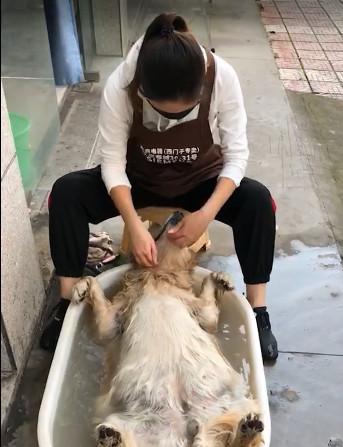 养金毛犬需注意的要点(如何正确照顾你的金毛宝贝)(图2) 养金毛犬需注意的要点(如何正确照顾你的金毛宝贝)(图2)