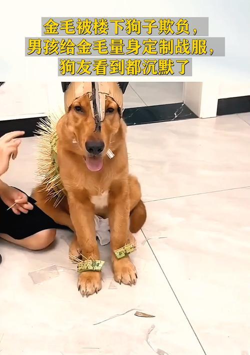 养金毛犬需注意的要点(如何正确照顾你的金毛宝贝)(图3) 养金毛犬需注意的要点(如何正确照顾你的金毛宝贝)(图3)