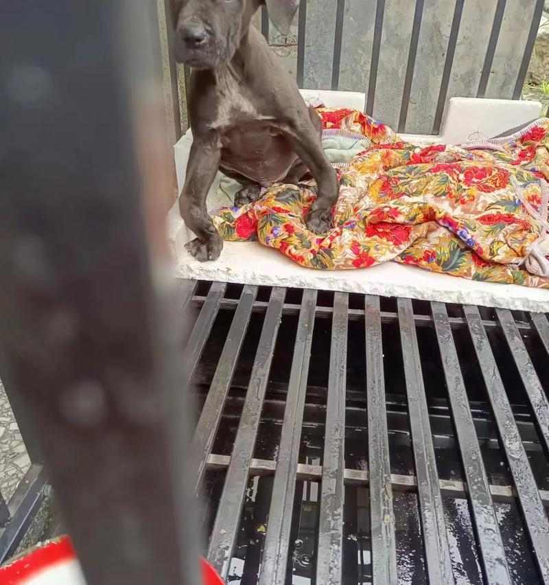 狗塌蹄之谜(揭秘狗塌蹄现象的原因与影响)(图4) 狗塌蹄之谜(揭秘狗塌蹄现象的原因与影响)(图4)