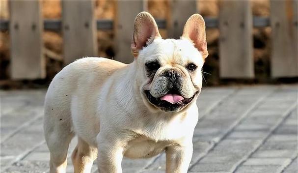 适合家里小空间的狗的选择（小空间养狗的最