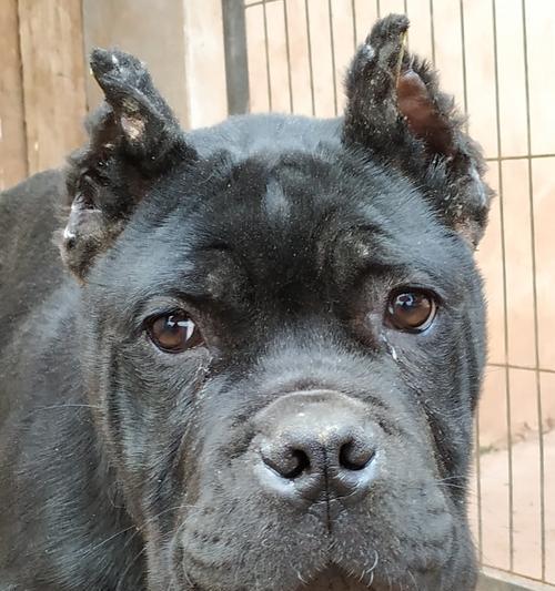 狗塌蹄之谜(揭秘狗塌蹄现象的原因与影响)(图3) 狗塌蹄之谜(揭秘狗塌蹄现象的原因与影响)(图3)