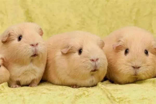 豚鼠需要睡觉吗? 豚鼠需要睡觉吗?(图2)