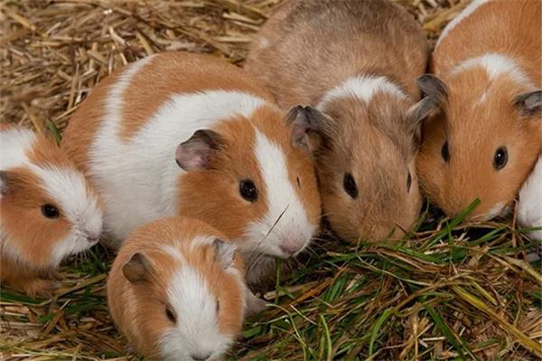 豚鼠需要睡觉吗？ - 新生家伴