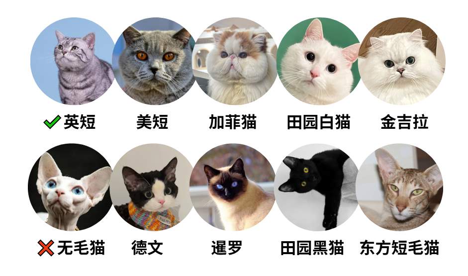 怎么样能够帮助猫咪发腮？(图2)