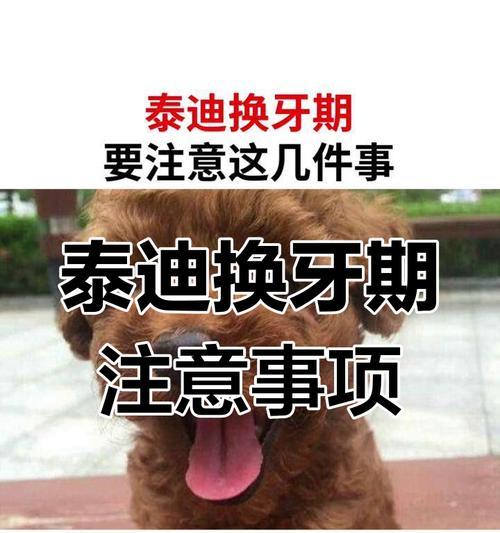 泰迪换牙后长出新牙需要多长时间?(了解泰迪犬牙齿生长周期及细节)(图1) 泰迪换牙后长出新牙需要多长时间?(了解泰迪犬牙齿生长周期及细节)(图1)