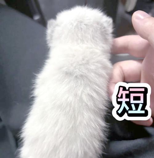 猫毛剪短后需要多久才能长出来?(探究猫咪剪毛后恢复生长的时间及关键因素)(图2) 猫毛剪短后需要多久才能长出来?(探究猫咪剪毛后恢复生长的时间及关键因素)(图2)