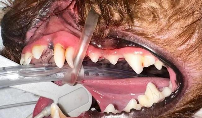 泰迪换牙后长出新牙需要多长时间?(了解泰迪犬牙齿生长周期及细节)(图2) 泰迪换牙后长出新牙需要多长时间?(了解泰迪犬牙齿生长周期及细节)(图2)