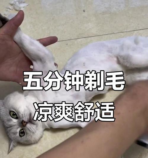 猫毛剪短后需要多久才能长出来?(探究猫咪剪毛后恢复生长的时间及关键因素)(图3) 猫毛剪短后需要多久才能长出来?(探究猫咪剪毛后恢复生长的时间及关键因素)(图3)