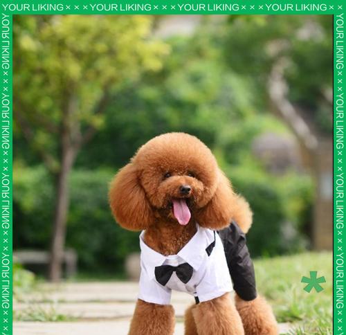 泰迪换牙后长出新牙需要多长时间?(了解泰迪犬牙齿生长周期及细节)(图4) 泰迪换牙后长出新牙需要多长时间?(了解泰迪犬牙齿生长周期及细节)(图4)