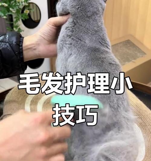 猫毛剪短后需要多久才能长出来？（探究猫咪剪毛后恢复生长的时间 - 新生家伴
