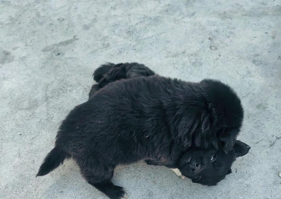 幼狗喝奶时间长短的关键影响因素（从出生到断奶，幼狗喝奶的时间 - 新生家伴