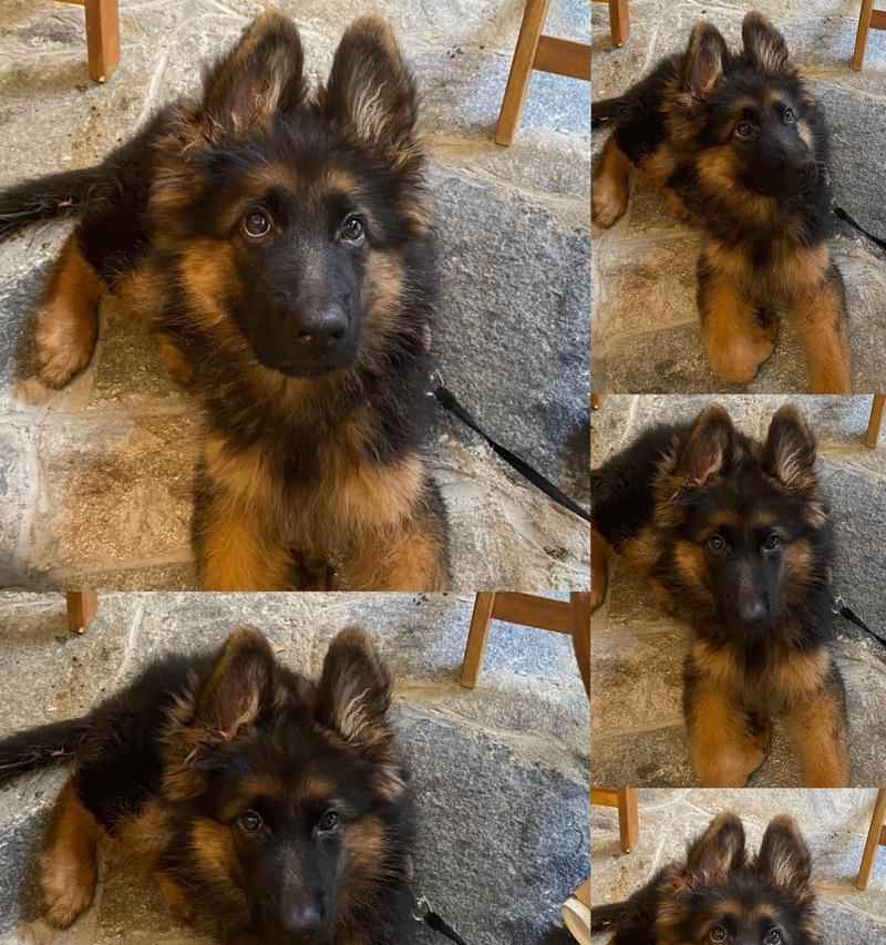 德国牧羊犬的寿命及其关键因素（探索德国牧羊犬寿命的多种因素和如何延长它们的生命周期）(图1)