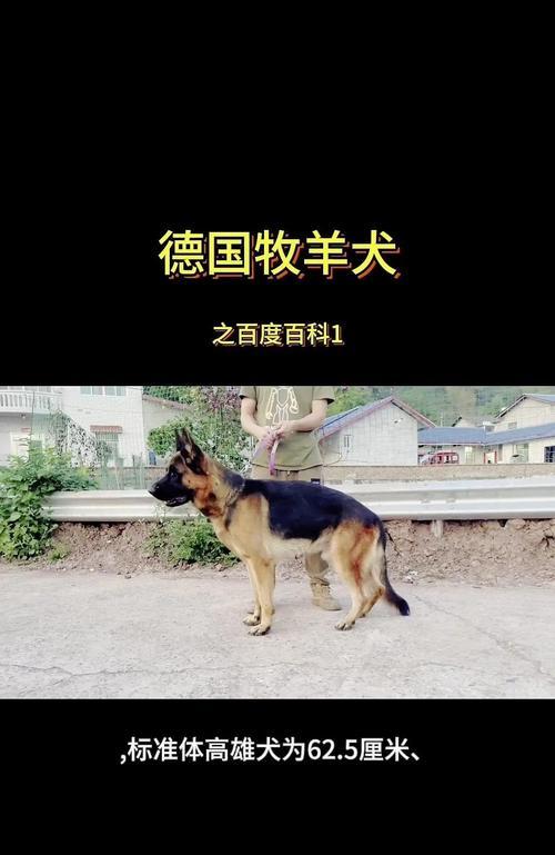 德国牧羊犬的寿命及其关键因素（探索德国牧羊犬寿命的多种因素和如何延长它们的生命周期）(图2)