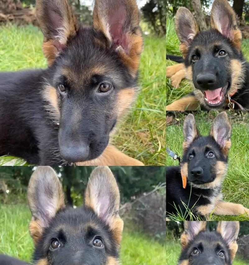 德国牧羊犬的寿命及其关键因素（探索德国牧羊犬寿命的多种因素和如何延长它们的生命周期）(图4)