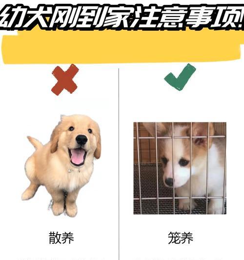 幼犬带回家后多久打驱虫合适？（宠物犬打驱虫时间表与方法解析）(图1)